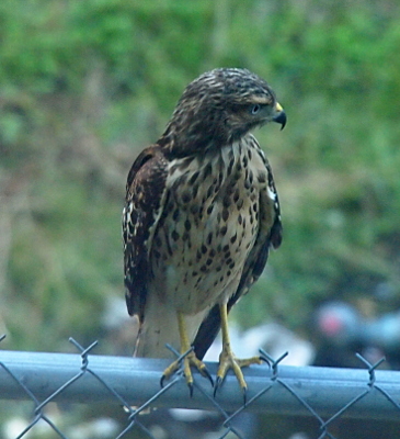 [The hawk's body faces the camera while it is perched on the top rail of a metal chain-link fence. It's head is turned to the right so one eye is visible. The center (iris) is dark, but the rest is very pale blue.]